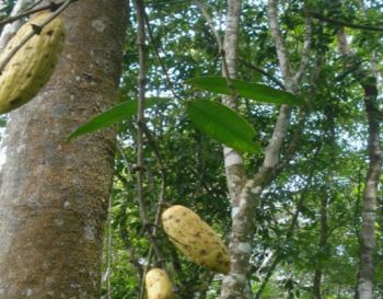 Amazônia é berço de frutas nativas de alto potencial comercial