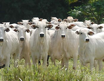 Exportação de carne bovina do Brasil tem melhor fevereiro desde 2014 com China